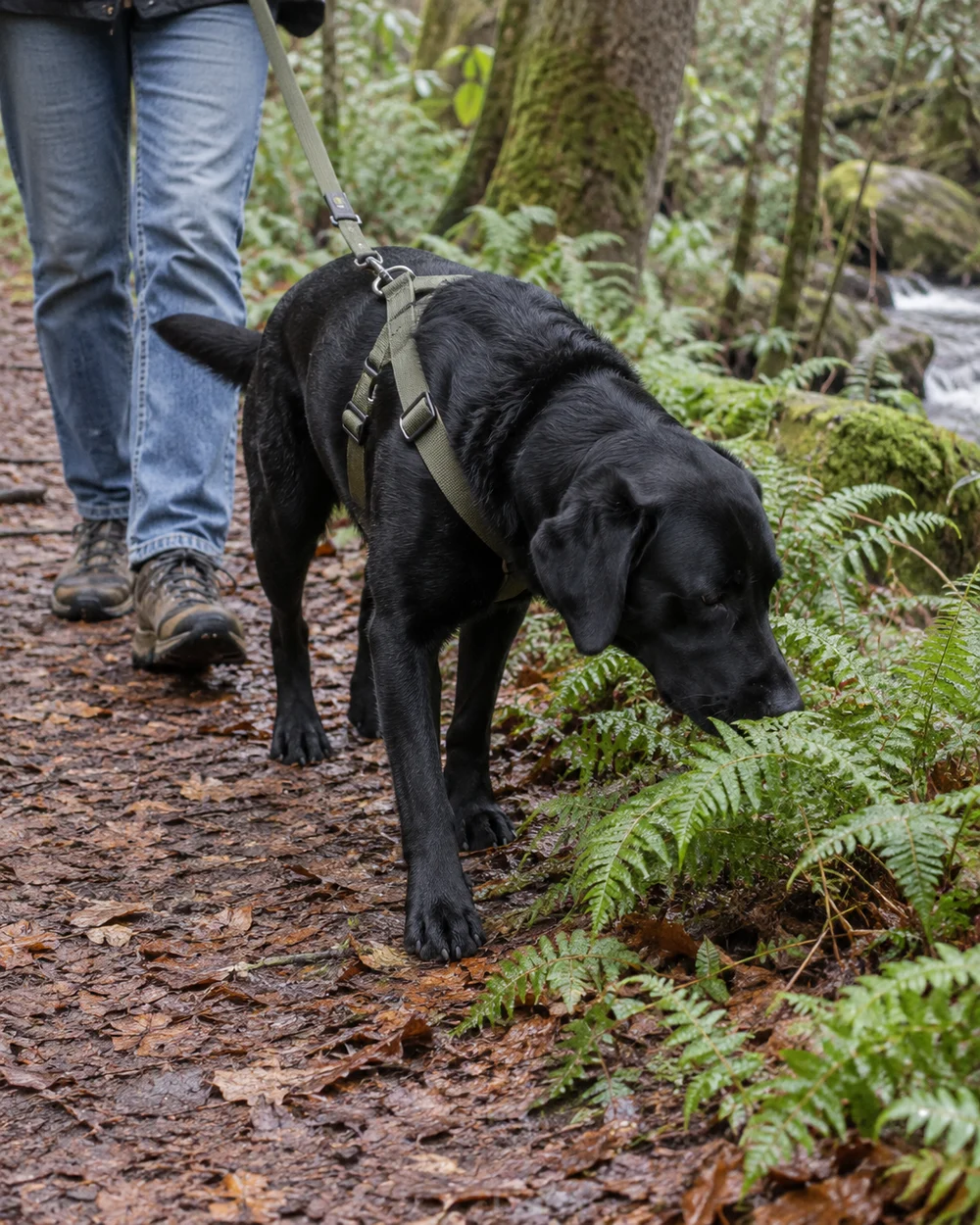 Walk-ready